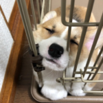 ケージにめり込んでる犬