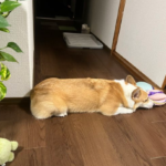 廊下をふさぐ犬