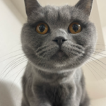 まんまるな顔の猫