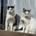2匹の猫