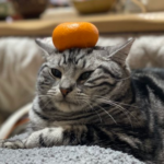 みかんを乗せられた猫