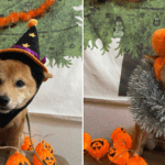 仮装する犬