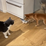 魚をくわえる犬