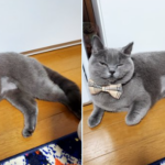 お腹のはげてる猫