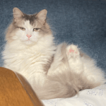 凄い表情と格好の猫
