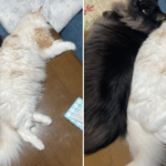 背中合わせの猫