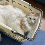 カゴの中で寝る猫